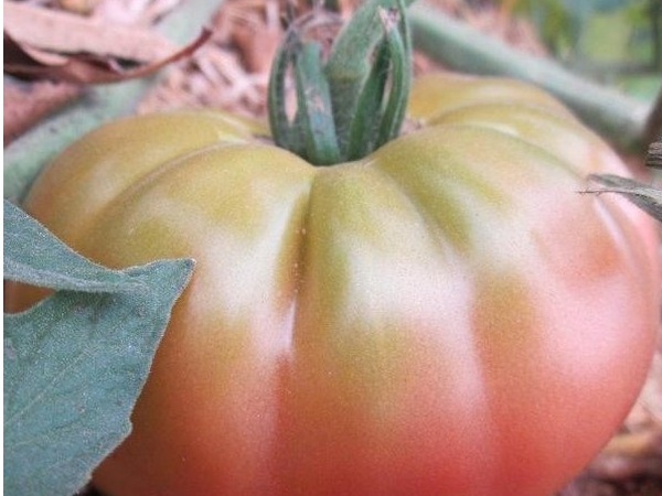 Plant de tomate ananas noire