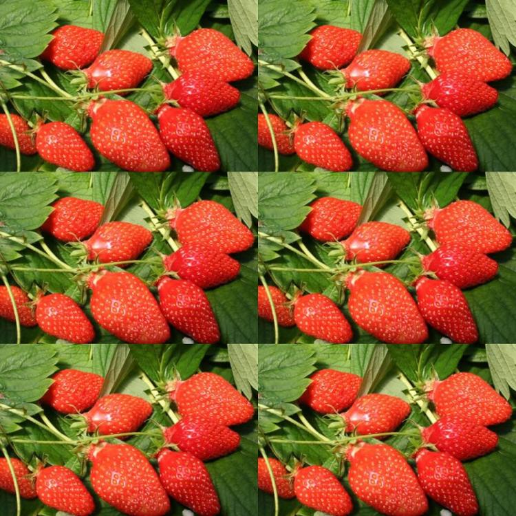 Plant  de fraisier Guariguette (par 6)