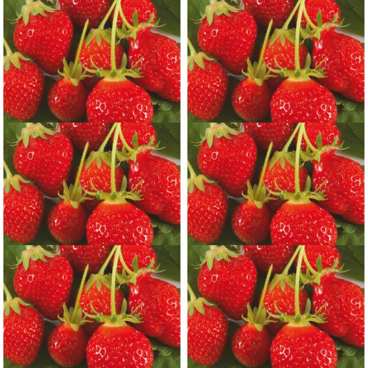 Plant de fraisier Cirafine (par 6)