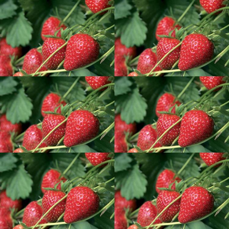 Plant  de fraisier Charlotte (par 6)
