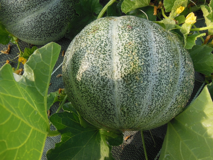 Plant de Melon Petit gris de Rennes
