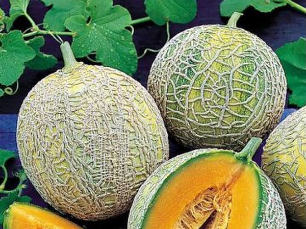 Plant de Melon sucrin de Tours