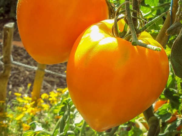 Plant de Tomate Coeur de Boeuf Orange
