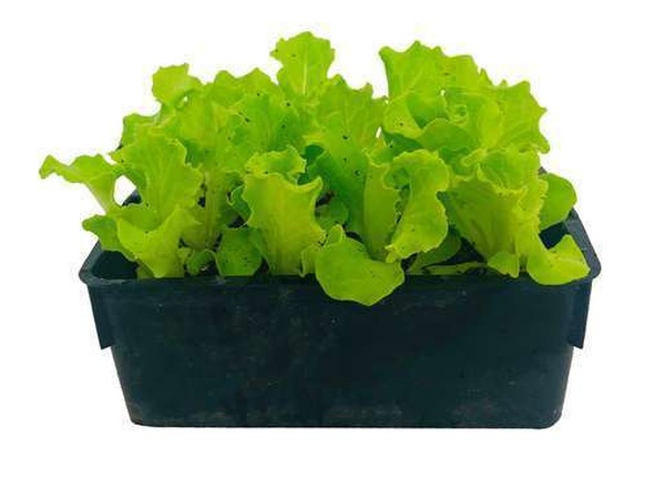 Mottes de 6 salades  - Laitue