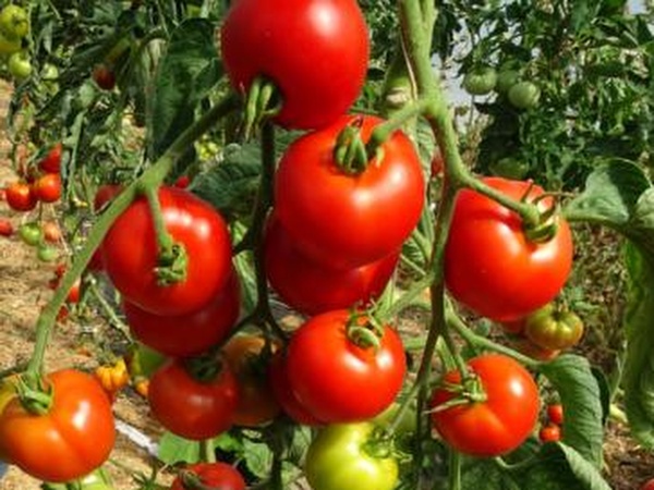 Plant de Tomate Grappe Matina