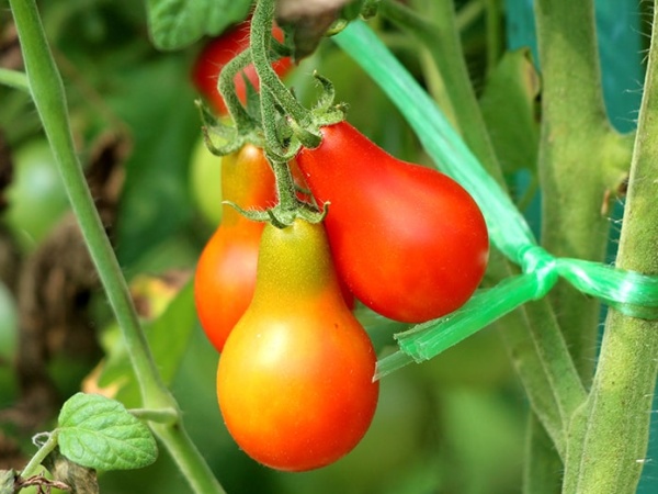 Plant de Tomate Poire Rouge (type cerise)