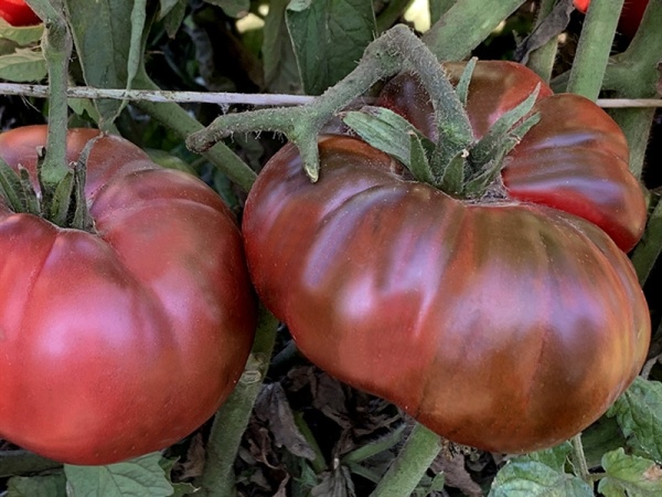 Plant de Tomate  Black from Tula
