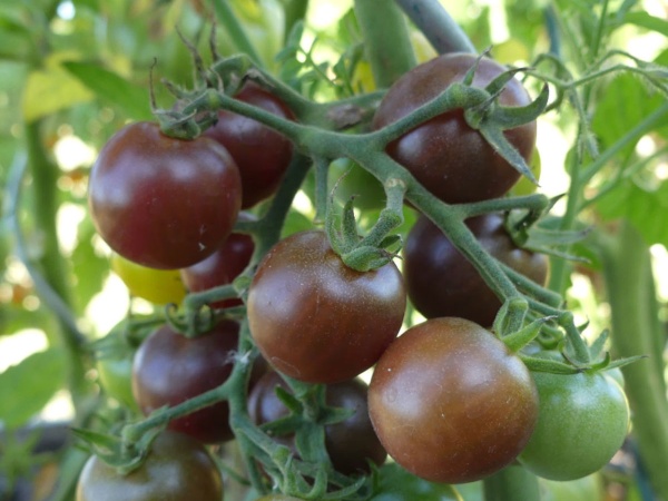 Plant de Tomate Brown Berry (type cerise)