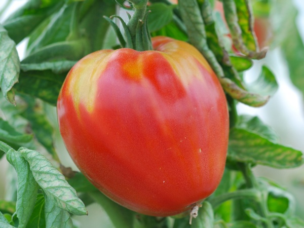 Plant de Tomate Coeur de Boeuf Rouge