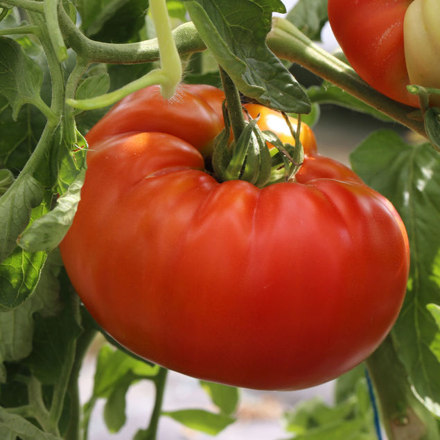 Plant de Tomate Russe rouge