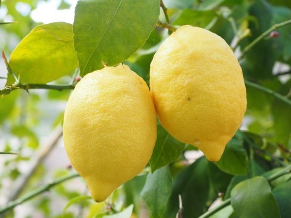 Citrons - 1kg