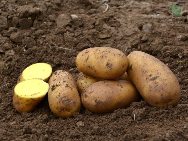 Pommes de terre 'Allianz' - 2kg