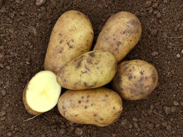 Pommes de terre 'Blanche' - 2kg