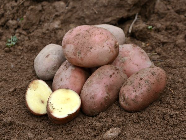 Pommes de terre 'Désirée' - 2kg