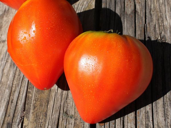 Tomates anciennes - Coeur de boeuf / Ananas (*selon récolte)