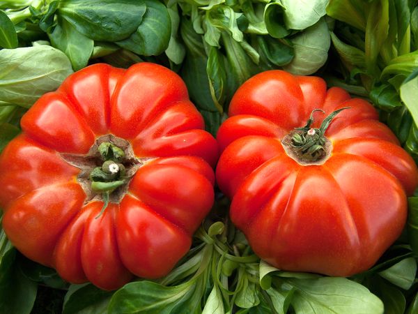 Tomates anciennes - Coeur de boeuf (panaché)