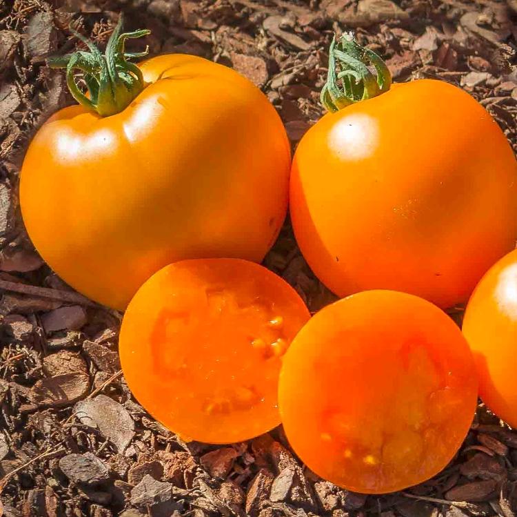 Tomate Golden Sunray - plant BIO