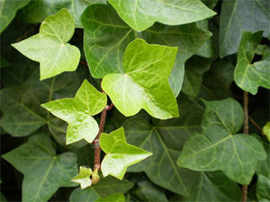 lierre à petites feuilles (pot 9 cm)