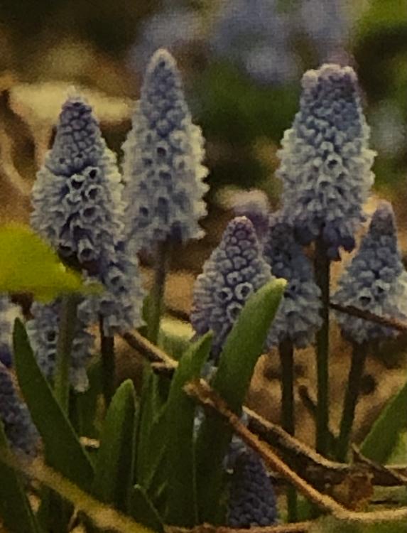muscaris bleus "azureum" (pot 15 cm) - floraison terminée - à repiquer