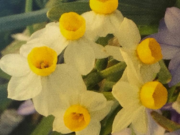 narcisse " canaliculatus" (POT DE 15 CM) - floraison terminée - à repiquer