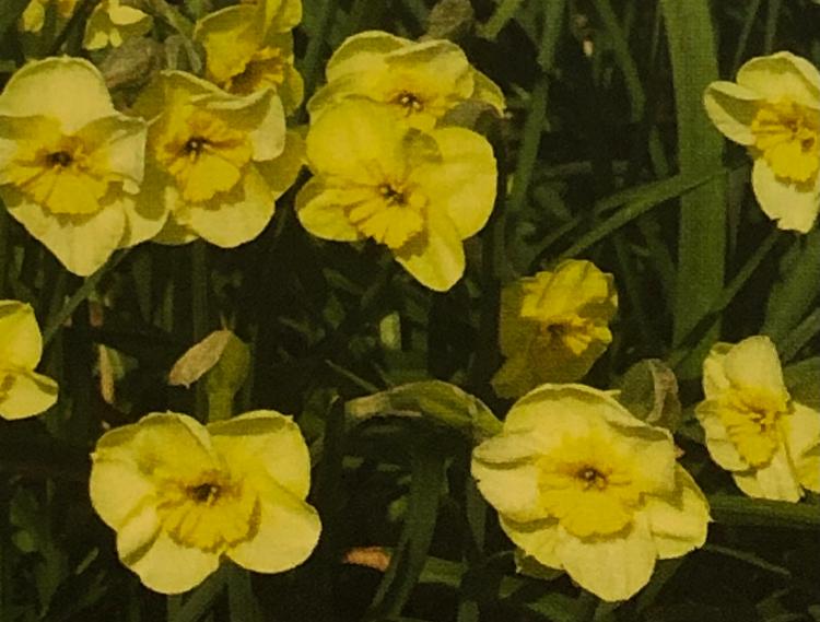 NARCISSE "SUN DISC" (POT DE 15 CM) - floraison terminée - à repiquer