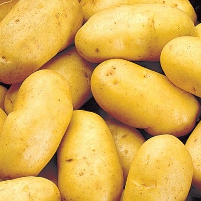 Pommes de terre Charlotte