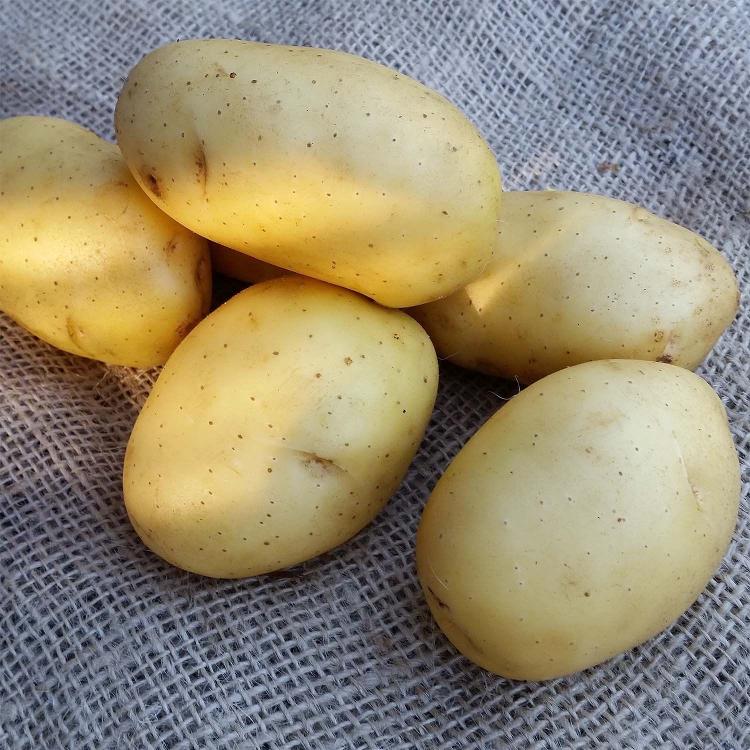 Pommes de terre "Vitabella" chair ferme