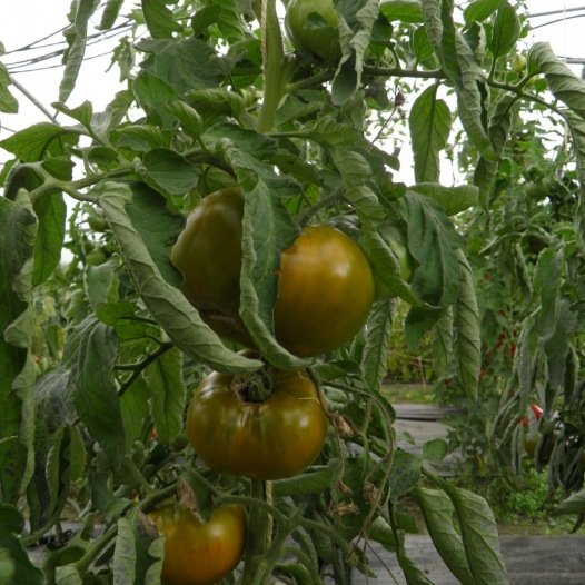 Tomate Verte de Huy - plant BIO