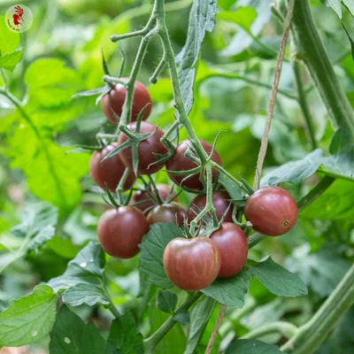 Tomate cerise Black Cherry - plant BIO