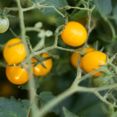 Tomate cerise Blondkopschen - plant BIO