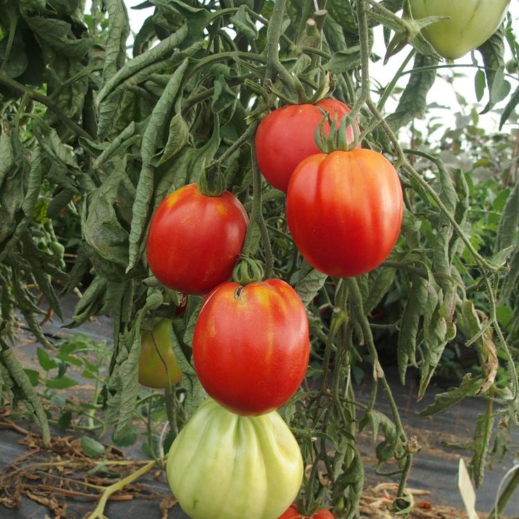 Tomate Coeur de boeuf de Nice - plant BIO