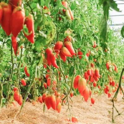 Tomate des Andes - plant BIO