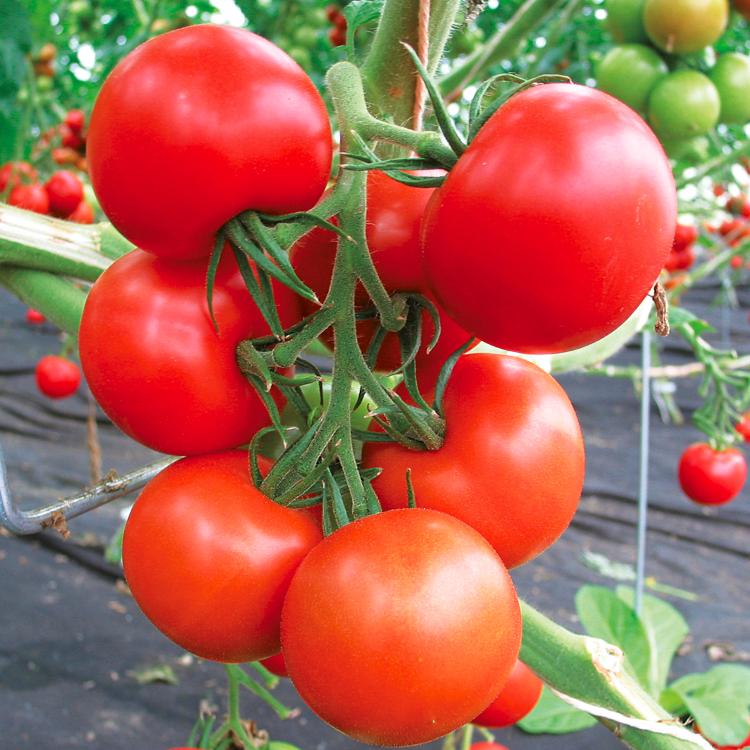 Tomate Tika - plant BIO