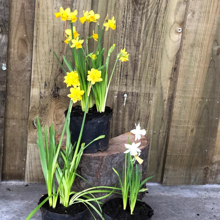 Narcisses " Le trio de 3 variétés différentes" (POT DE 15 CM) - floraison terminée - à repiquer