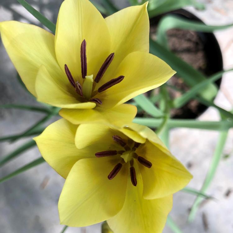 tulipe "le trio" (pot de 15 cm) - en fleurs jaune ou orange - à repiquer