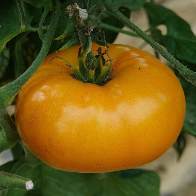 *semence Tomate Yellow Giant Belgium
