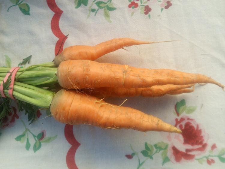 carotte botte