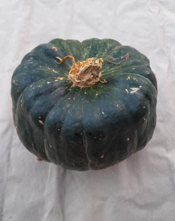 courge Buttercup (grande)