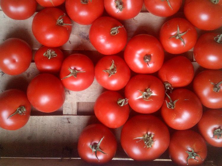 tomates à coulis
