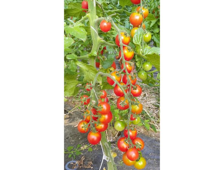 Tomates cerises rouges rondes 250g