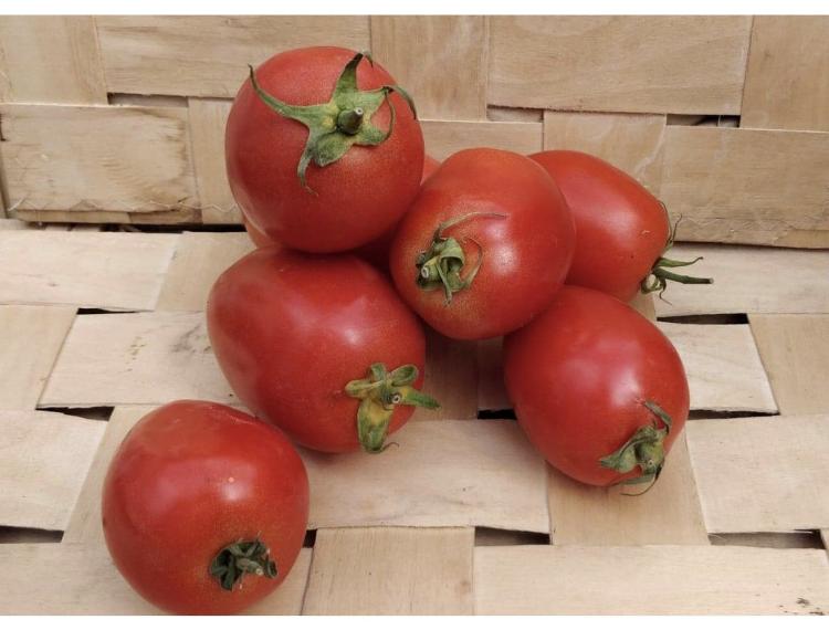 Tomates allongées type Roma