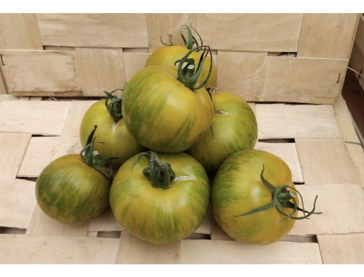 Tomates rondes type Green Zebra