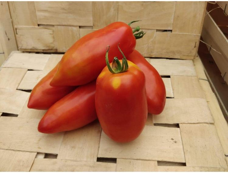 Tomates allongées Type cornue des Andes