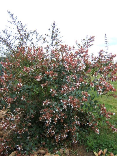 Abelia x grandiflora - motte