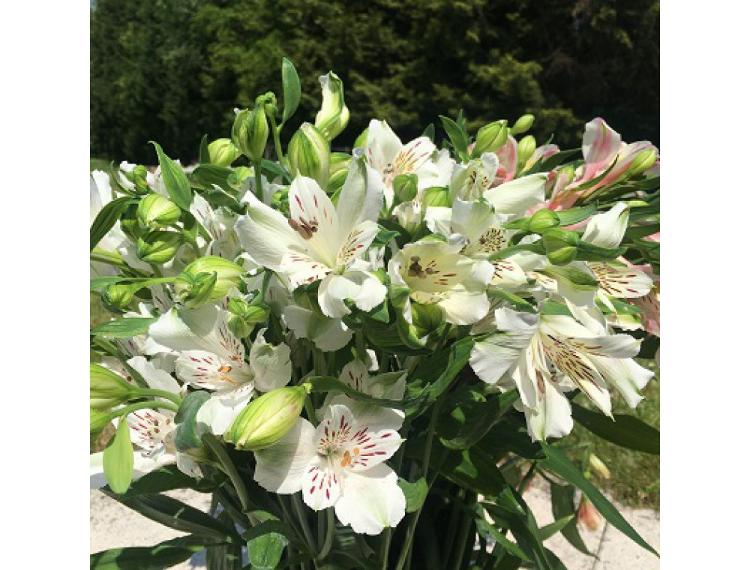 Bouquet Alstroemeria Blanches