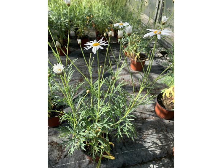 Argyranthemum (Anthemis) Contesse de Chambord - pot de 12 cm
