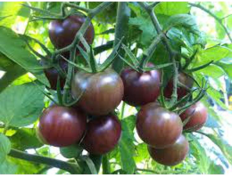 Plant de tomate cerise ronde noire - " Black Cherry" - pot de 10.5 cm