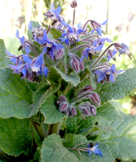 Plant de Bourrache bleue - pot 10.5 cm
