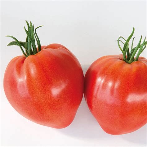 Plant de tomate - côtelée rouge "Fleurette" - pot de 10.5 cm
