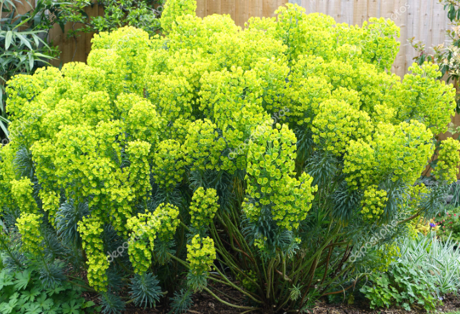 Euphorbia characias wulfenii pot 10.5
